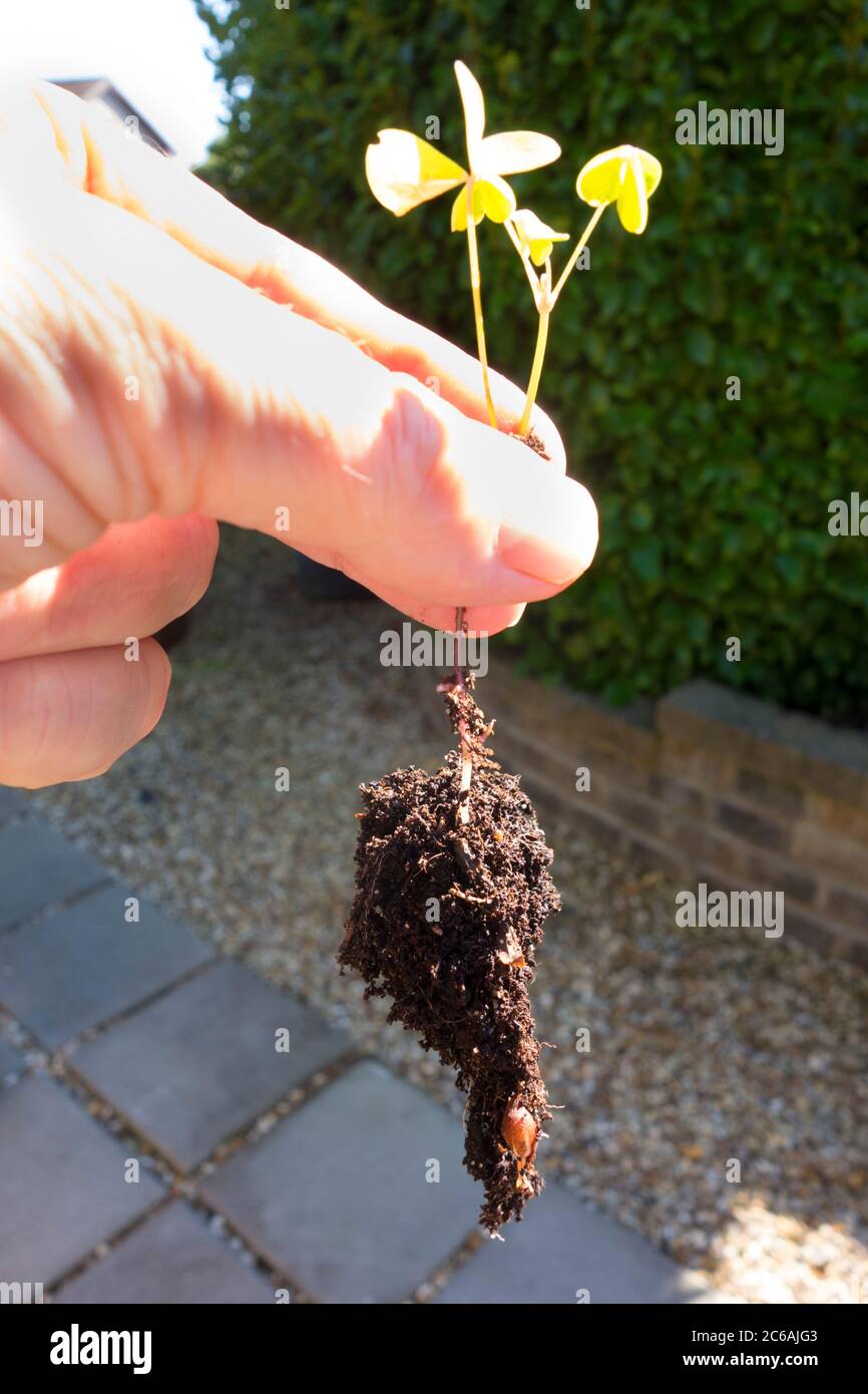Young plant with root ball being held by a man's hand Stock Photo