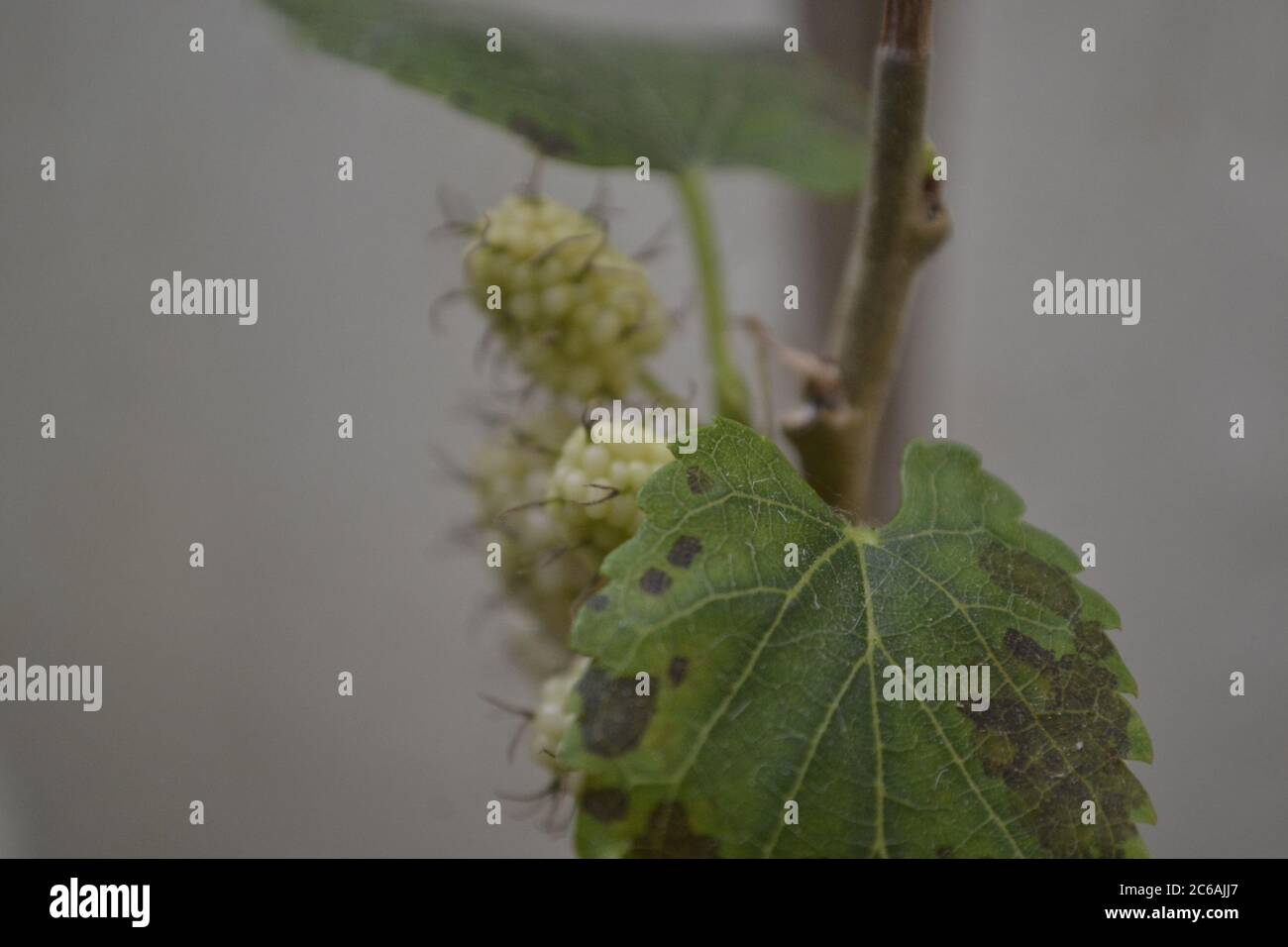 Blackberry, vase with blackberry planting in home garden, with stem and leaf, on white background in photo zoom, selective focus, Brazil, South Americ Stock Photo