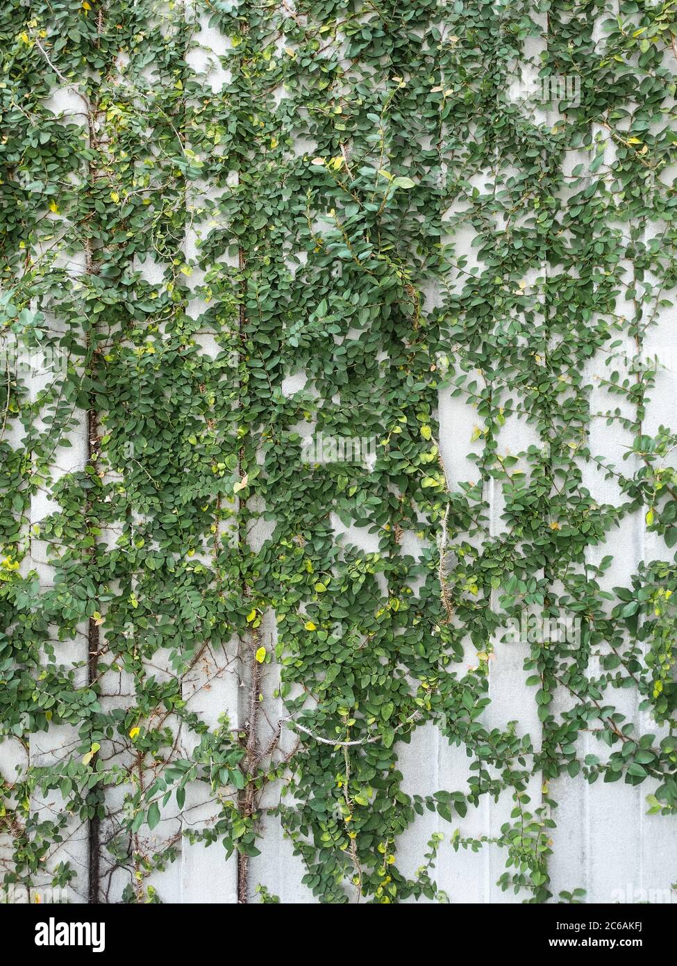 Green creeper plants growing rapidly on a wall Stock Photo Alamy