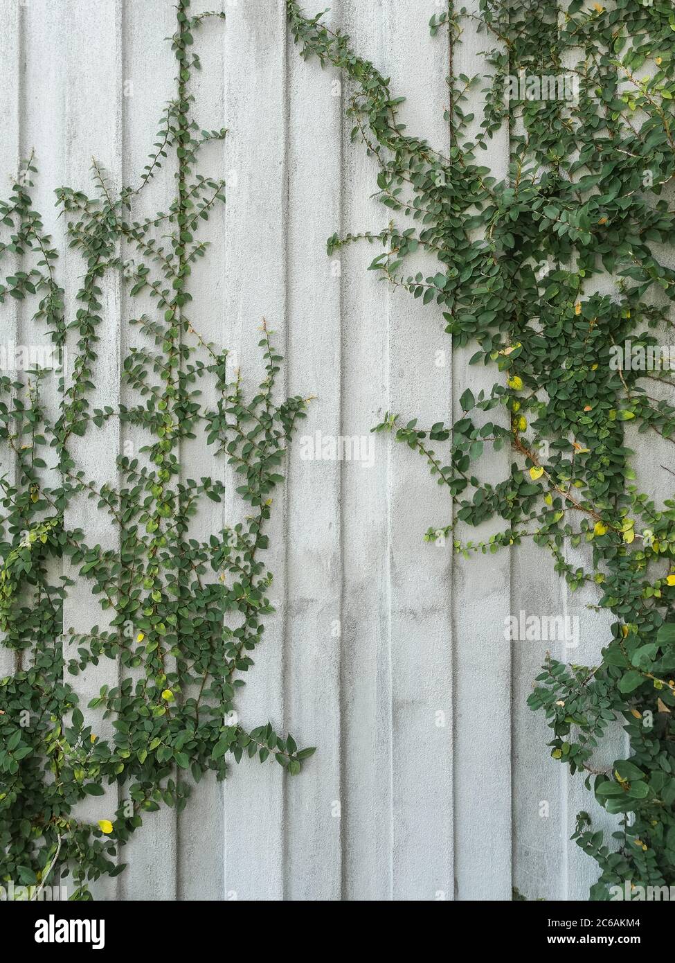 Green creeper plants growing rapidly on a wall Stock Photo Alamy
