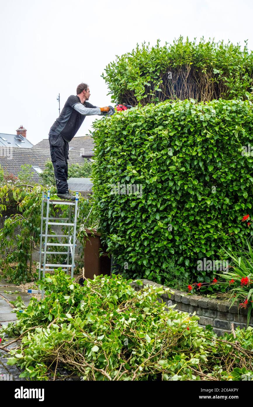 Gardener cutting back a large griselenia shrub Stock Photo
