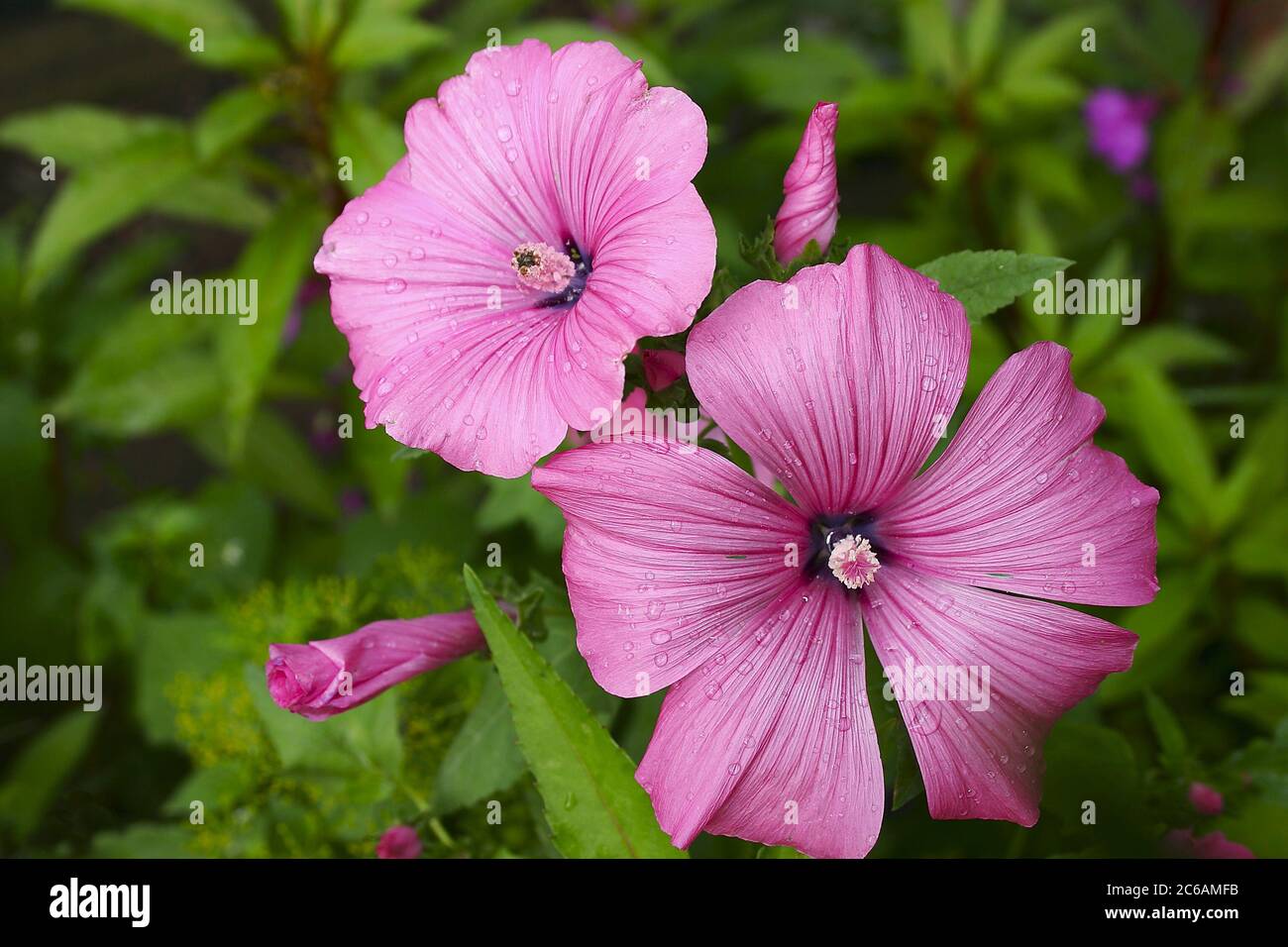 Mallow flower with dew drops on the petals Stock Photo