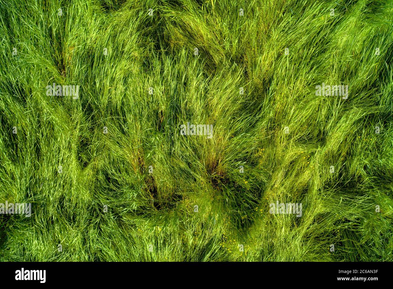 Tangled grass top view. Natural HDR background and texture Stock Photo