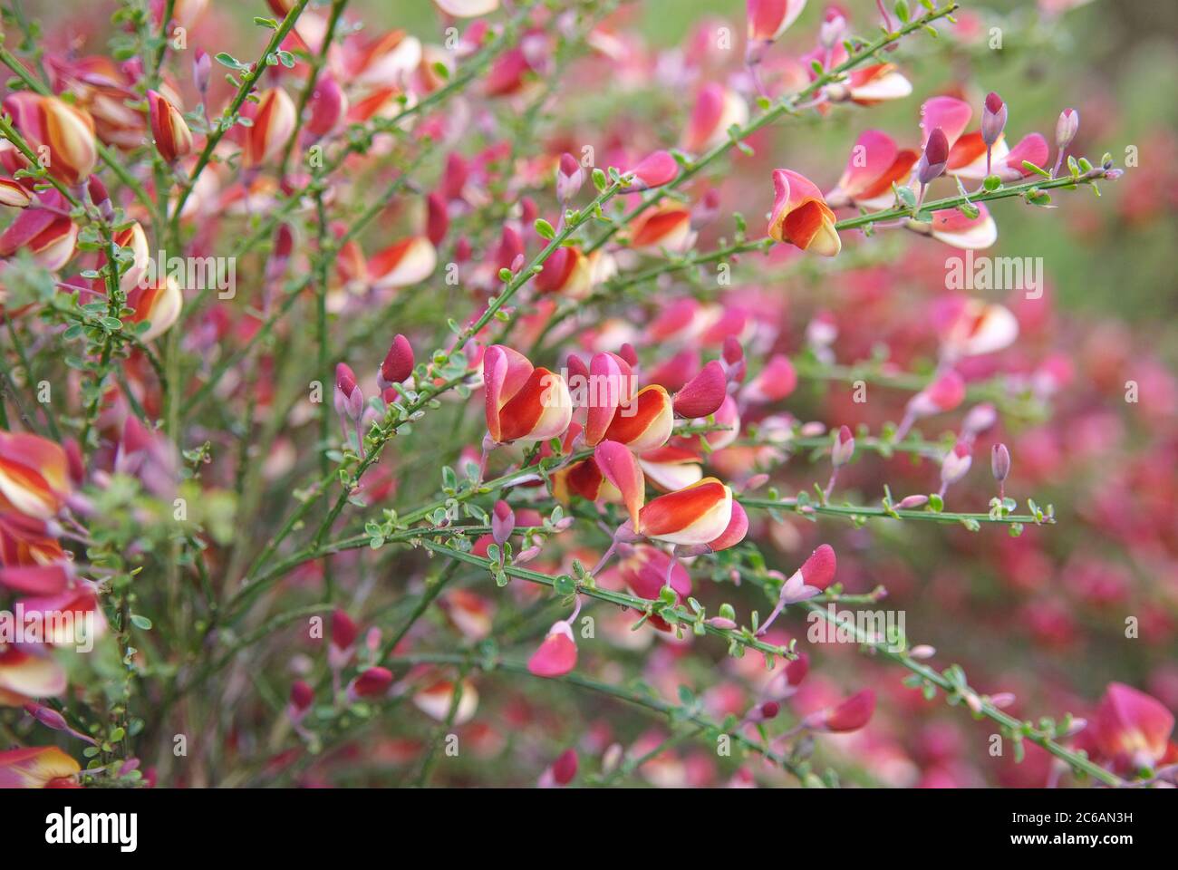 Edel-Ginster Cytisus scoparius Red Wings Stock Photo