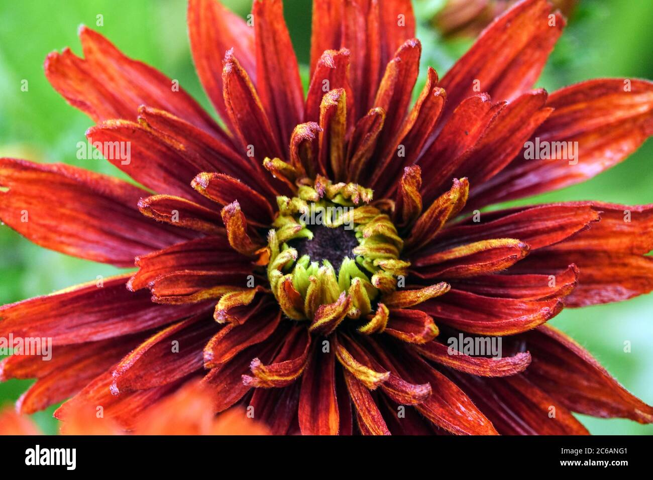 Blackeyed Susan Rudbeckia hirta 'Cherokee Sunset' Stock Photo Alamy
