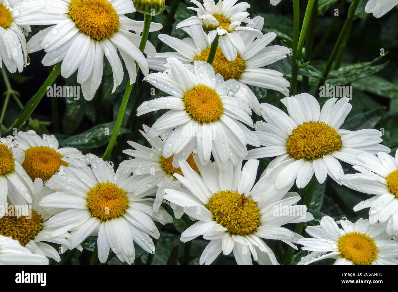 White Shasta daisy Leucanthemum x superbum ‘Yvonne’ Stock Photo