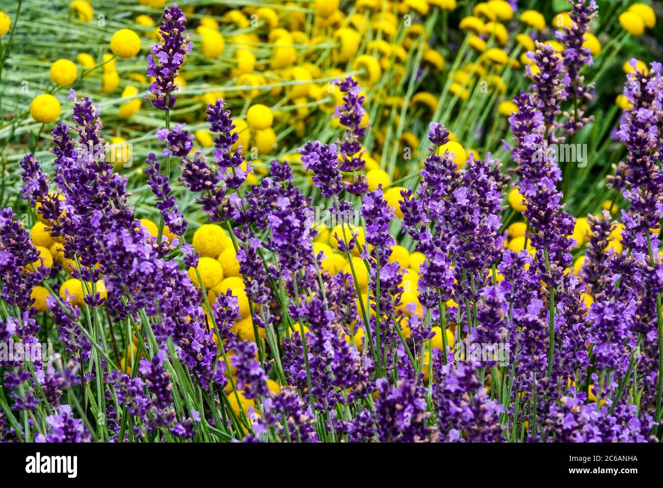 Lavender garden Lavandula angustifolia ‘Twickel Purple’ blooming flowers Stock Photo