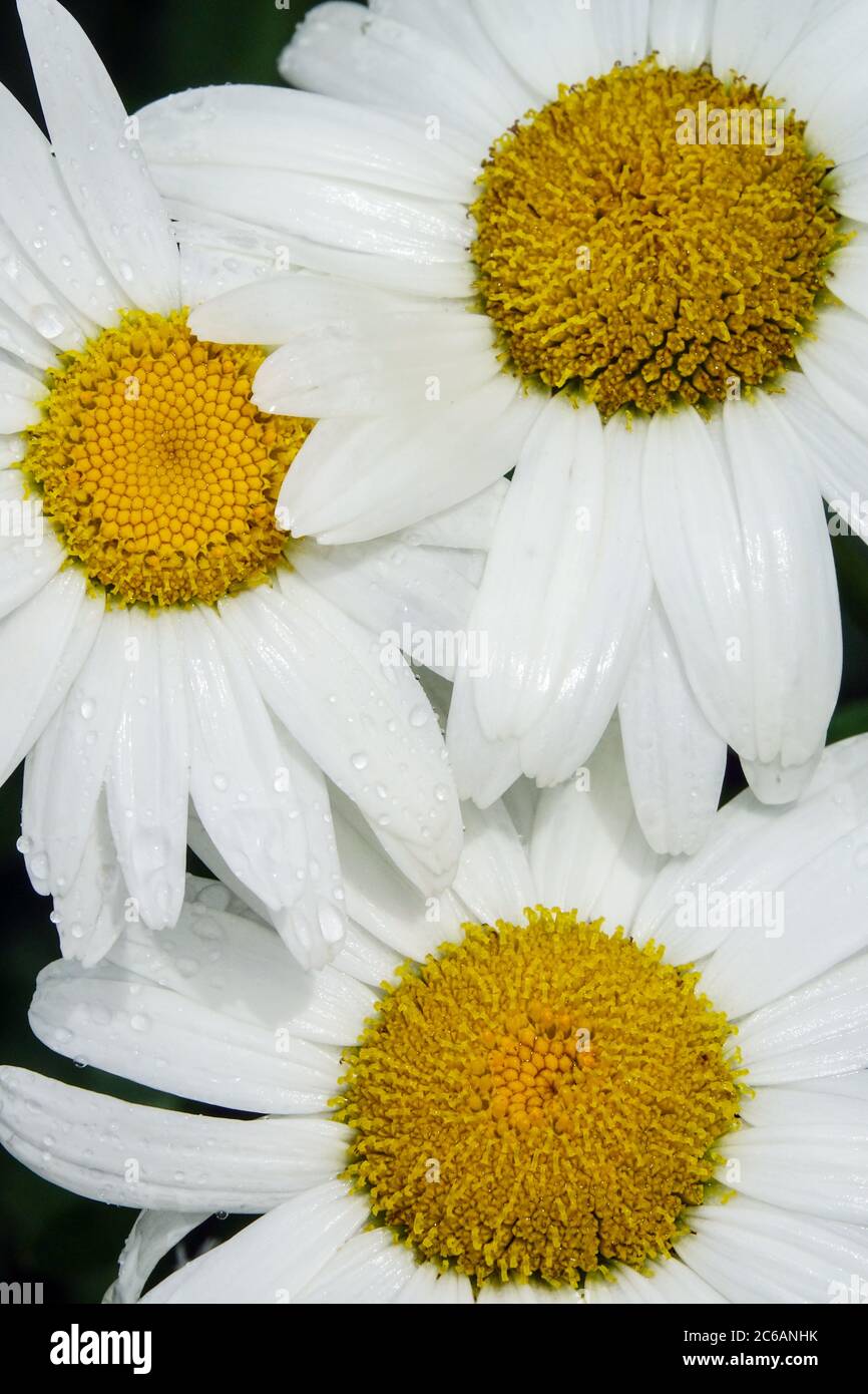 Leucanthemum x superbum ‘Juno’ Stock Photo