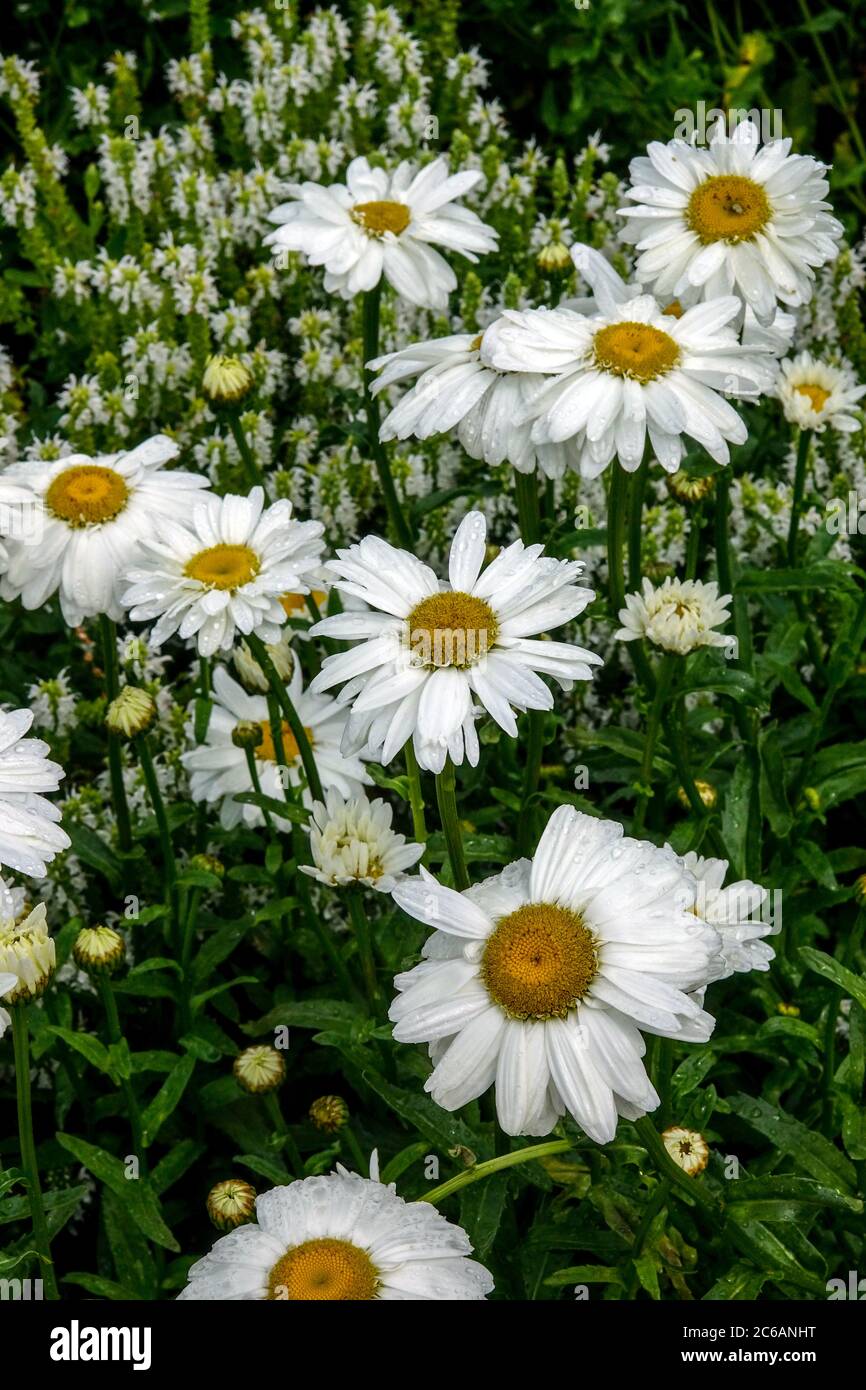 White Leucanthemum x superbum Stock Photo