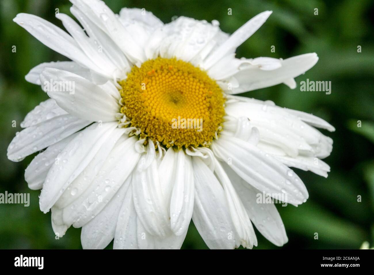White Leucanthemum x superbum blooming flower Stock Photo