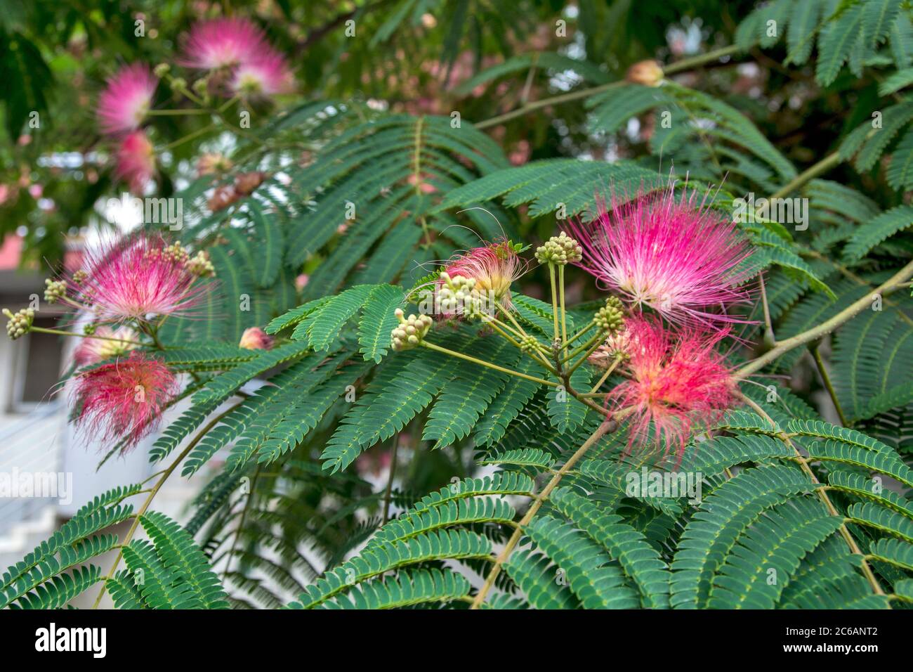 Beautiful blooming fragrant flowers Albicija attract insects and walkers people. Stock Photo