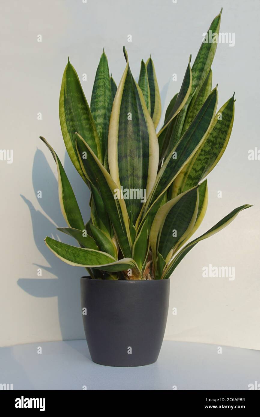 Sansevieria trifasciata, family Asparagaceae in a pot with a white background. Known as the snake plant, Saint George's sword, mother-in-law's tongue Stock Photo