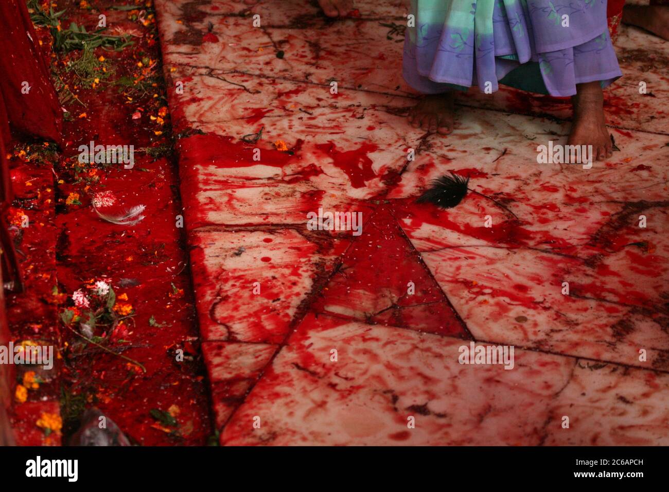 Barefooted woman wearing sari stands on the floor covered with fresh blood of just sacrificed animals in the main sanctuary in the Dakshinkali Temple near Kathmandu, Nepal. One of the major Hindu temples in Nepal dedicated to the goddess Kali is known for its animal sacrifices. Stock Photo