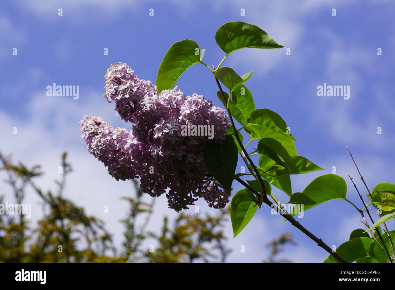 Flowers of lilac or common lilac (Syringa vulgaris), olive family (Oleaceae) in a Dutch garden in the spring. Stock Photo