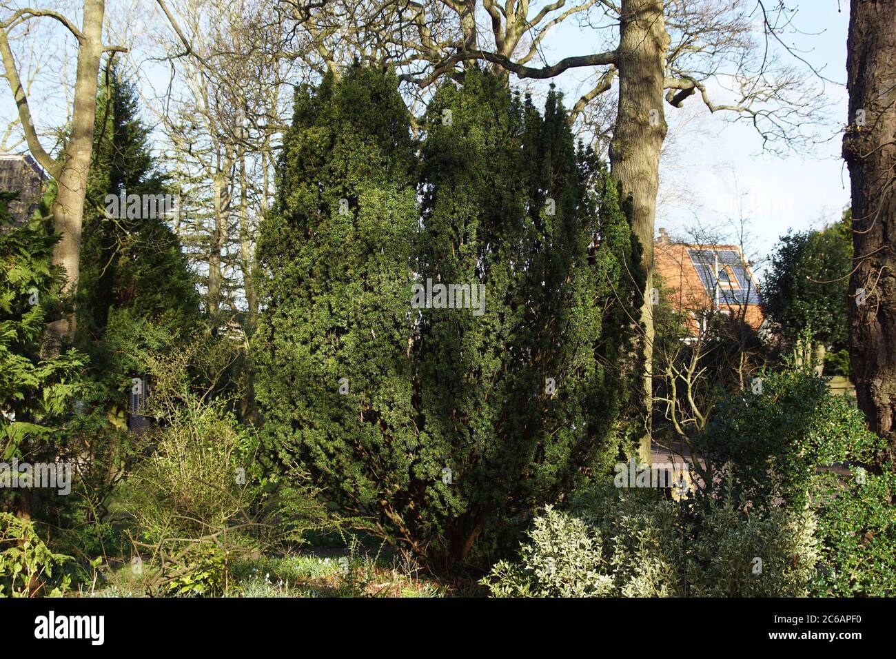 Spring Foliage of an evergreen Irish Yew Tree (Taxus baccata 'Fastigiata') Growing in a garden in the Dutch village of Bergen. Netherlands, March Stock Photo