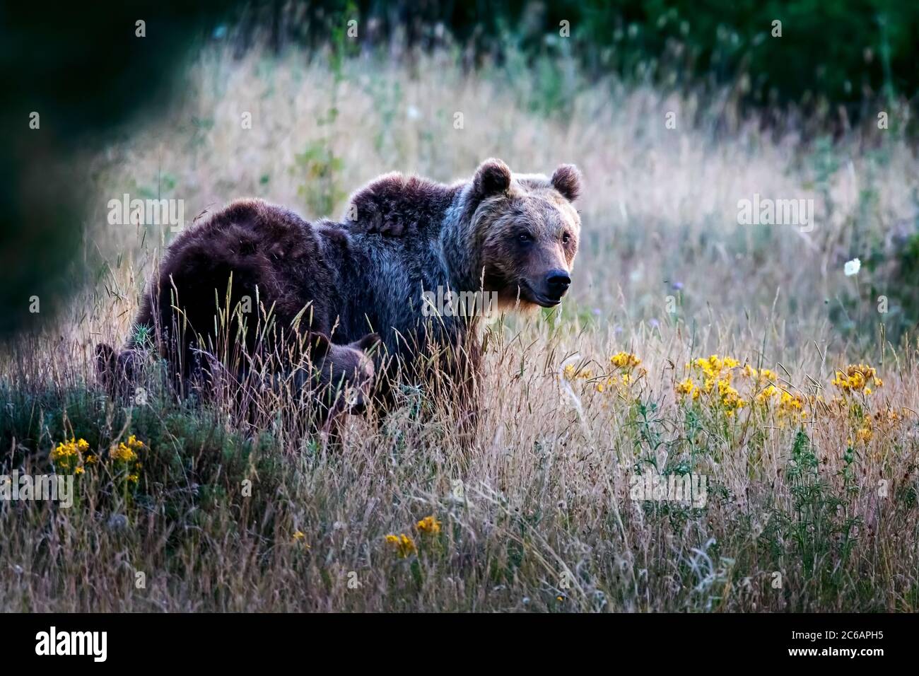 Marsican bear, a typical species of central Italy. A mother bear with her cubs walks among the vegetation in its natural habitat, in the Abruzzo regio Stock Photo