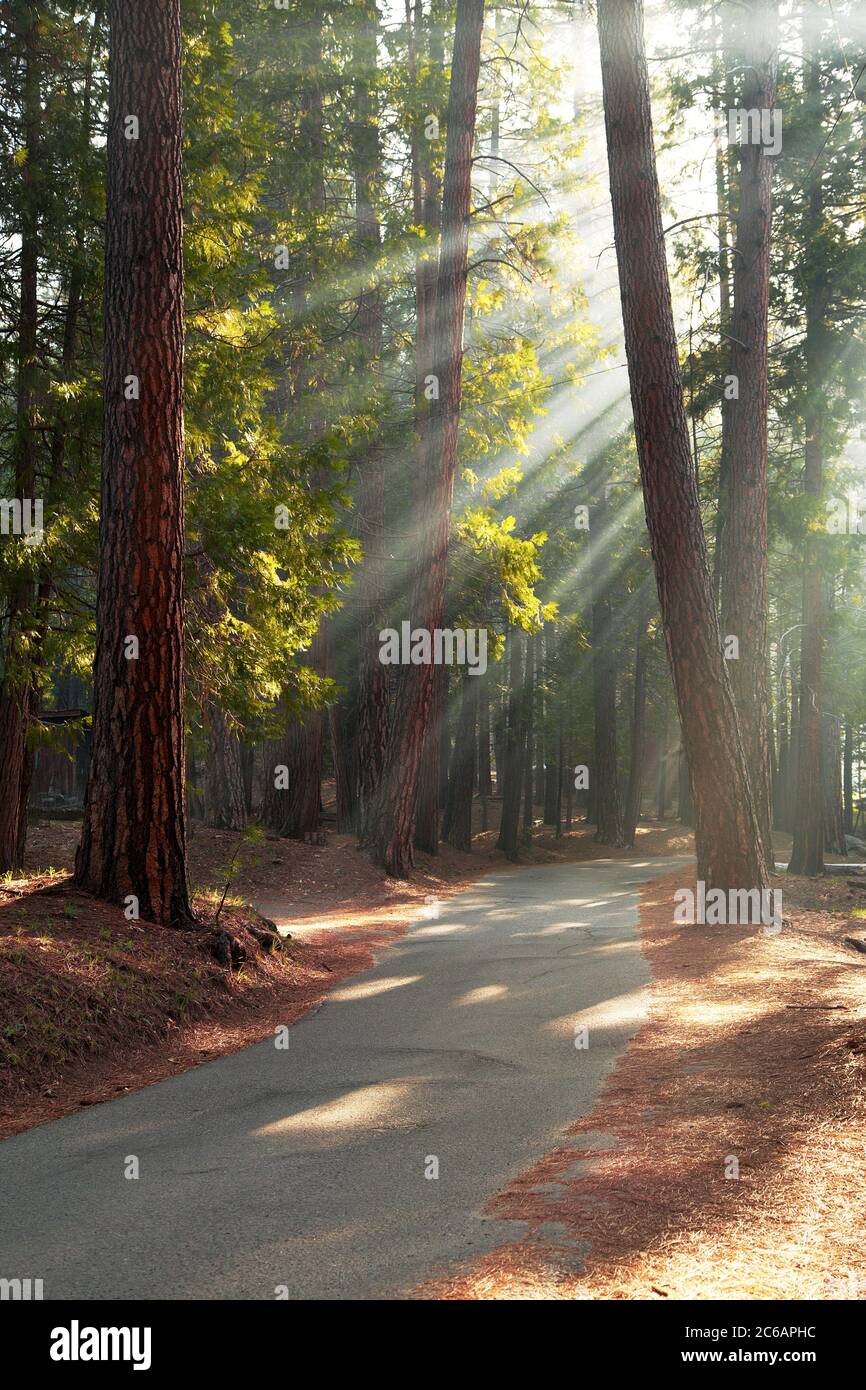 Early morning sunlight in the trees of Mariposa Grove, Yosemite National Park, California, USA Stock Photo