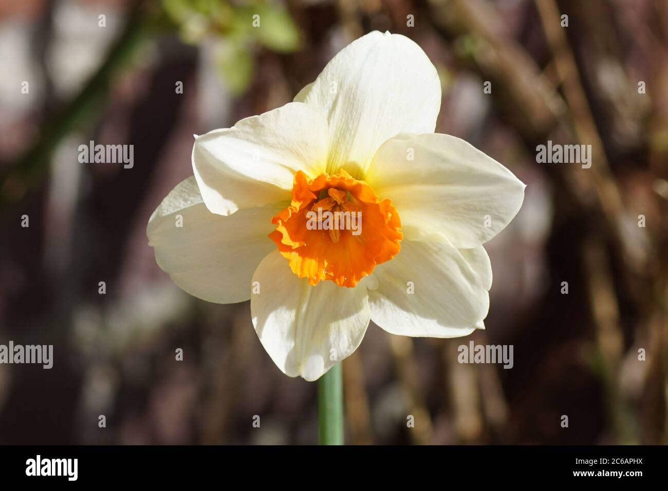 Close up trumpet daffodil ( Narcissus cyclamineus) with pale yellow orange flower. Amaryllis family (Amaryllidaceae). Bergen, Netherlands, March Stock Photo