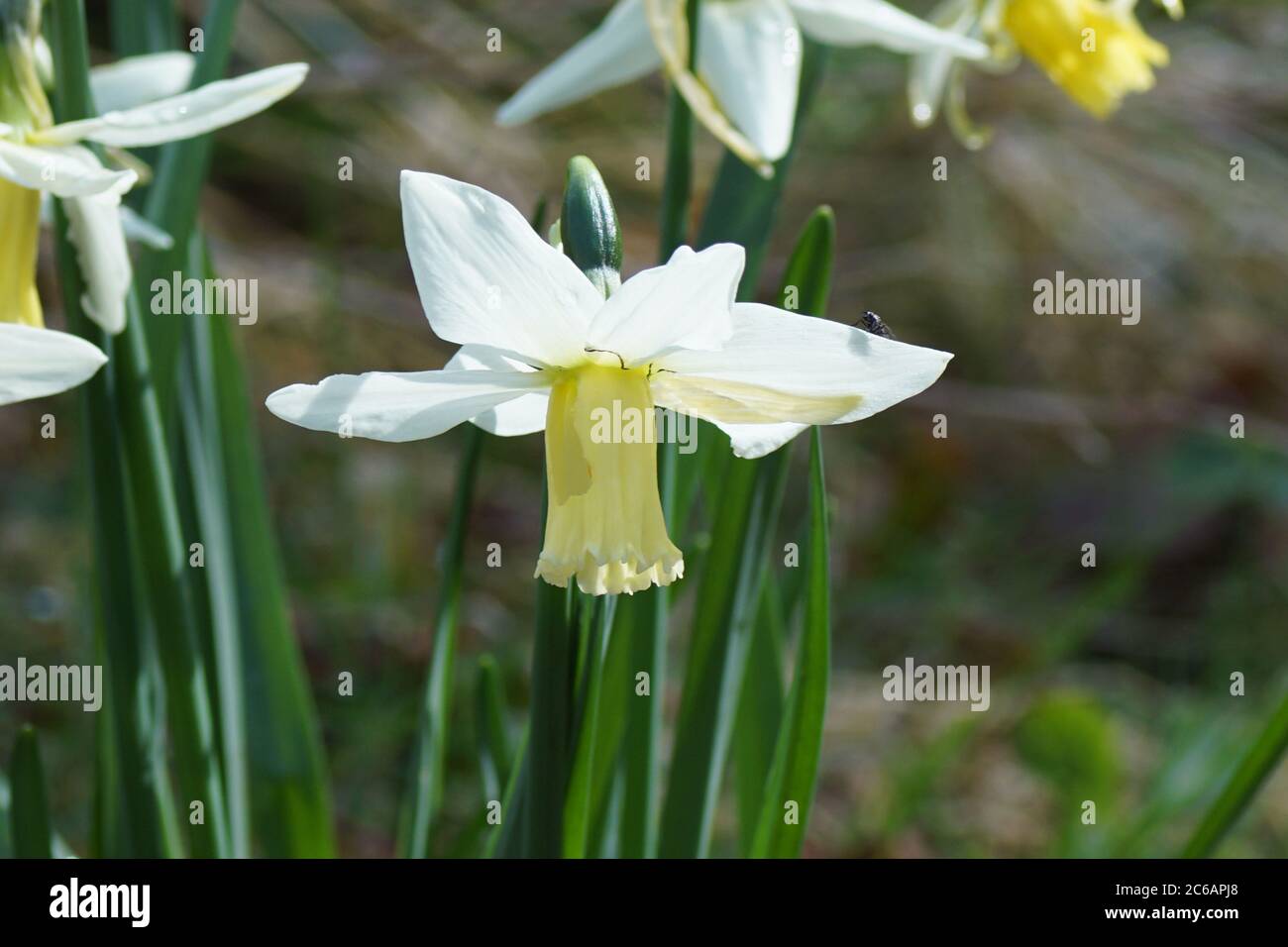 Close up trumpet daffodil ( Narcissus cyclamineus) with pale yellow flowers. Amaryllis family (Amaryllidaceae). Bergen, Netherlands, March Stock Photo