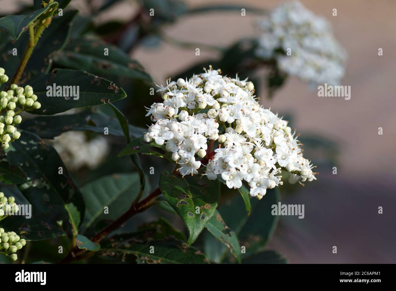 Laurustinus or laurustine (viburnum tinus). An evergreen bush of the