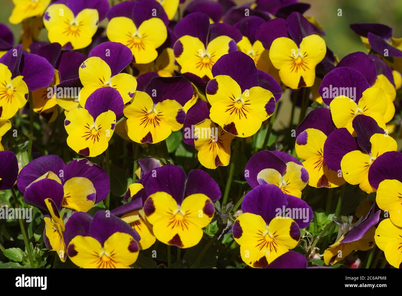 Pansies and violets hires stock photography and images Alamy