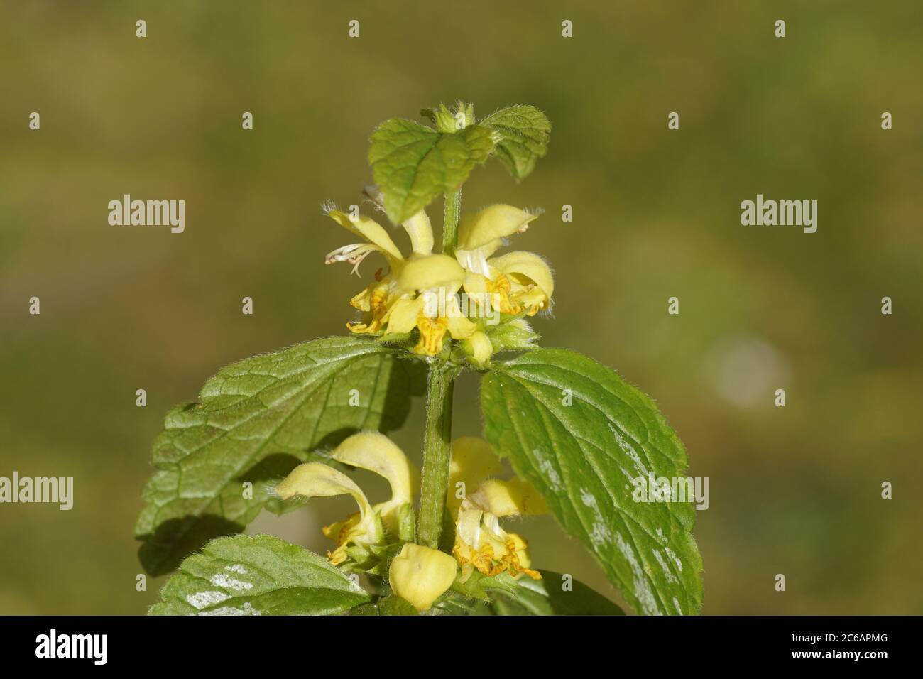 Subspecies Yellow Archangel (Lamiastrum galeobdolon argentatum