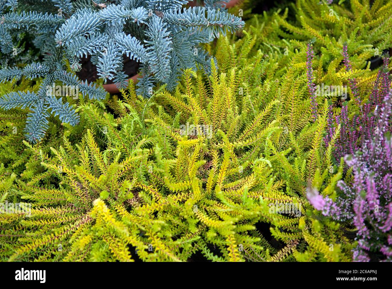 Kraehenbeere Empetrum nigrum Bernstein Stock Photo