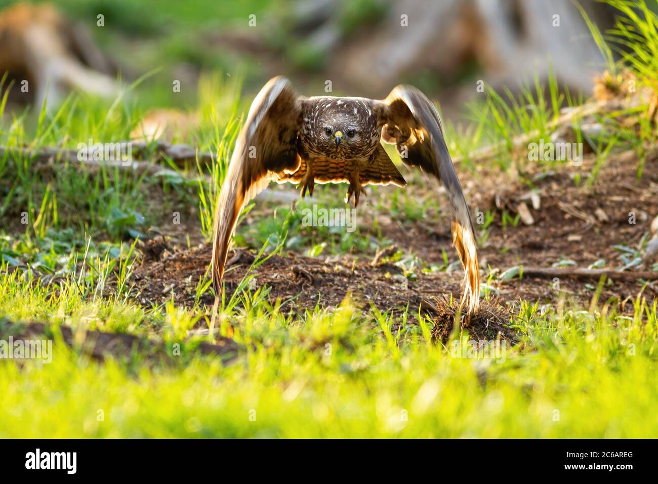 Buzzard Insect Common buzzard flying against the camera in sunlight Stock Photo - Alamy