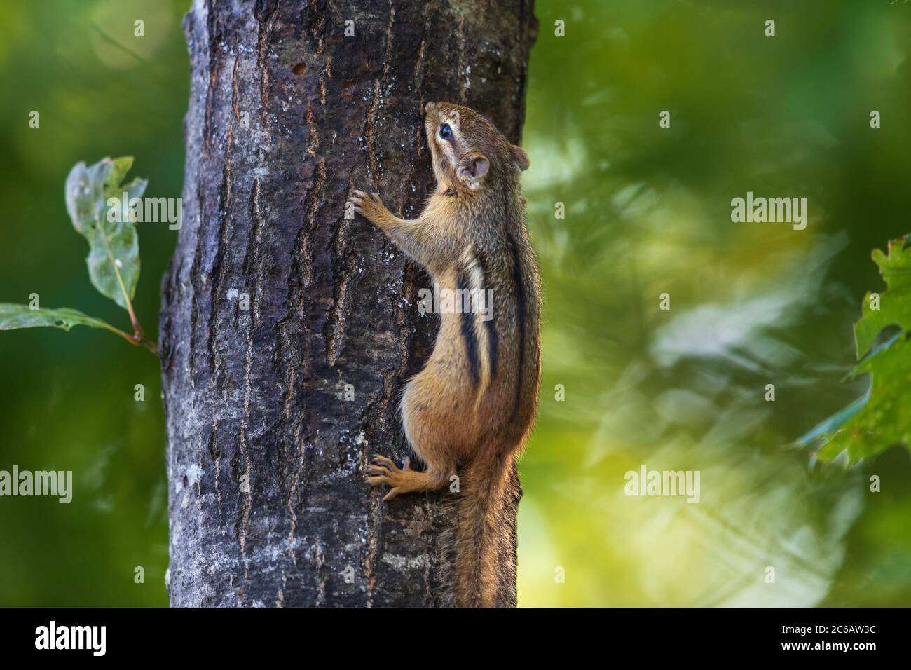 Young eastern chipmunk licking tree sap in northern Wisconsin. Stock Photo