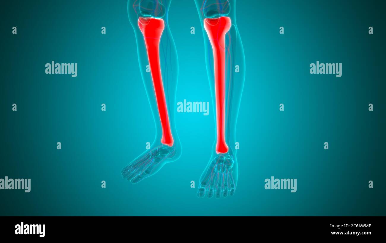 Human skeleton anatomy Tibia Bone 3D Rendering For Medical Concept ...