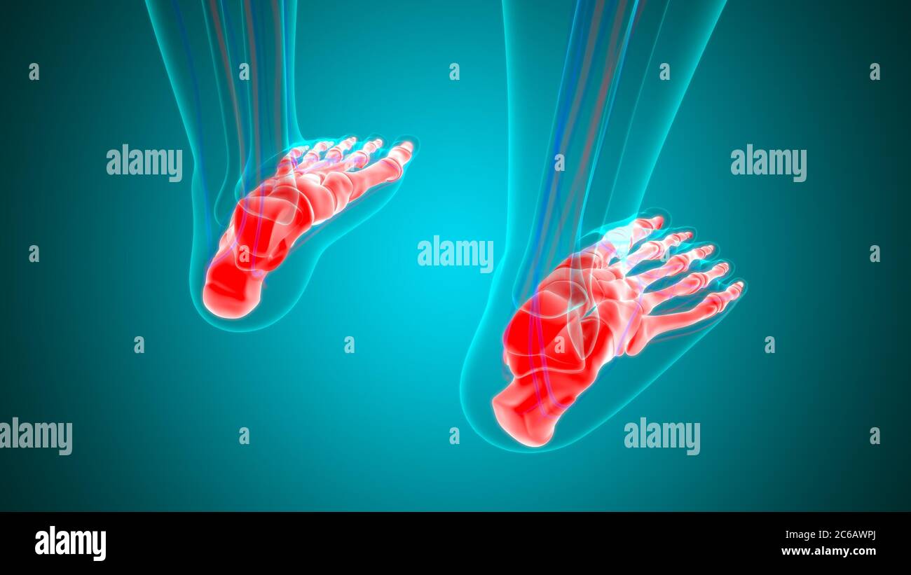 Human Skeleton Foot bones Anatomy For Medical Concept 3D Illustration