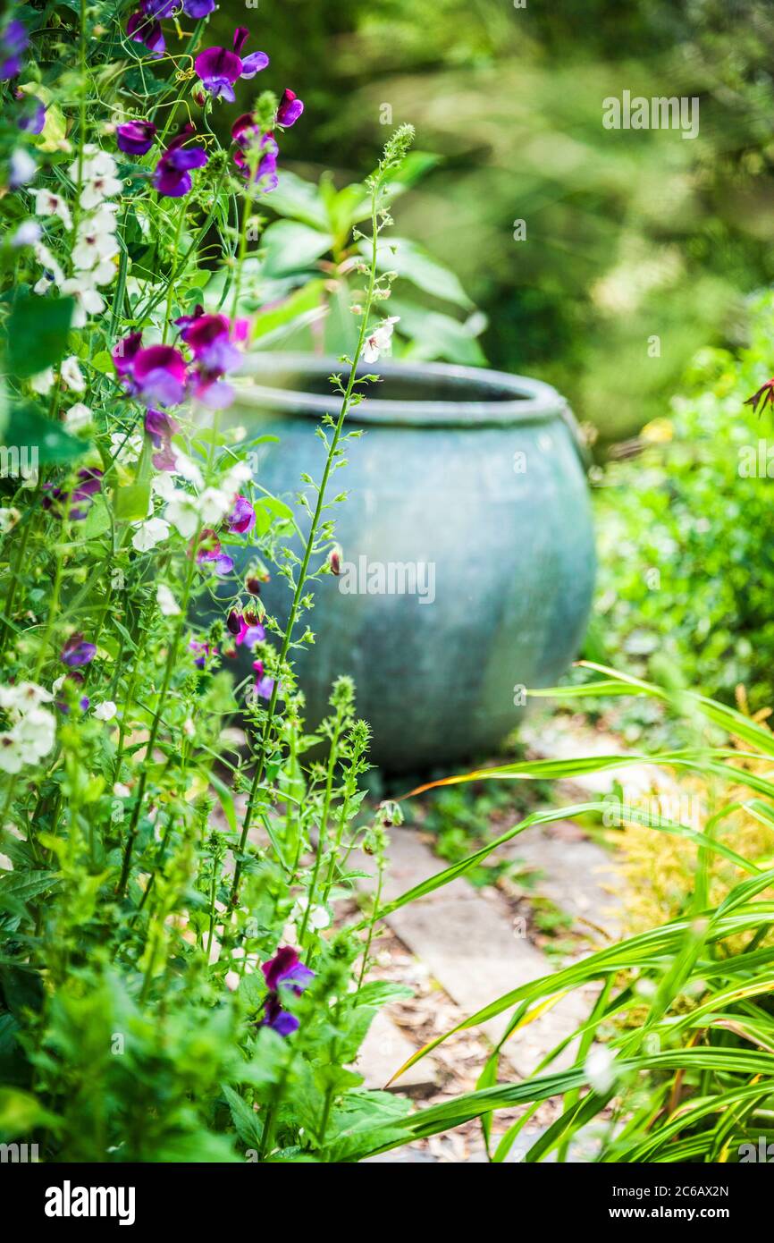 A large plant container used as a focal feature in a summer garden. Stock Photo
