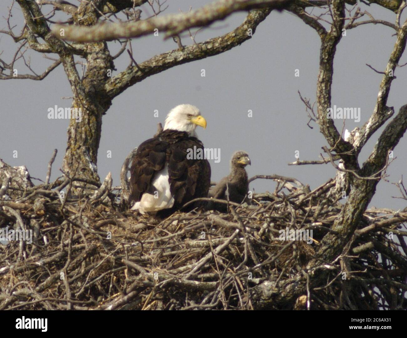 Llano, Texas USA, February 21 2005: A female American bald eagle sits on her nest with two four-week old eaglets (one shown here) about 120 yards off the highway near this Llano County town. This is the second year that three adults have built a nest in the unusual setting near a busy highway. ©Bob Daemmrich Stock Photo