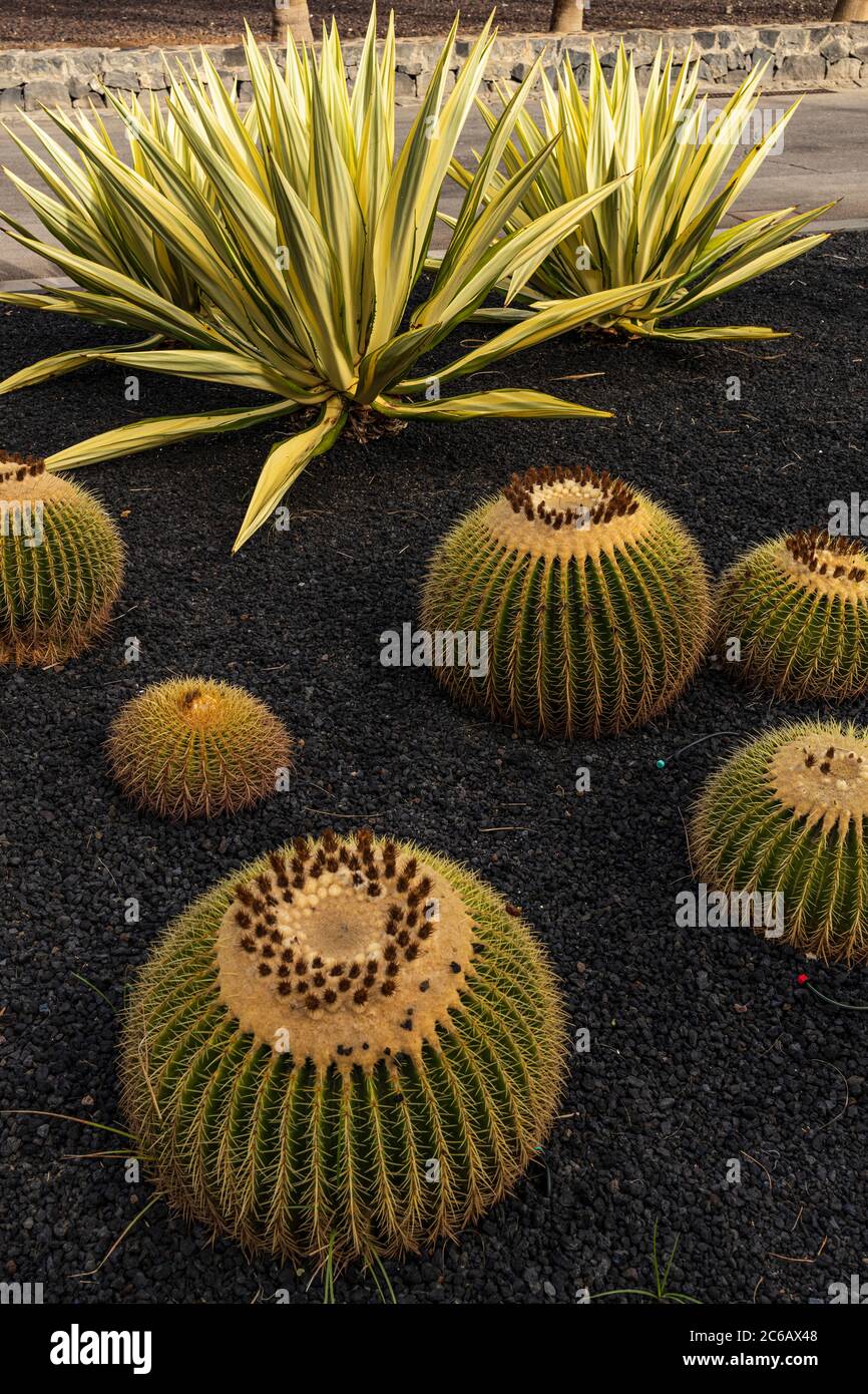 Cactus plants in a garden area along the seafront, Playa de Las Americas, Tenerife, Canary Islands, Spain Stock Photo