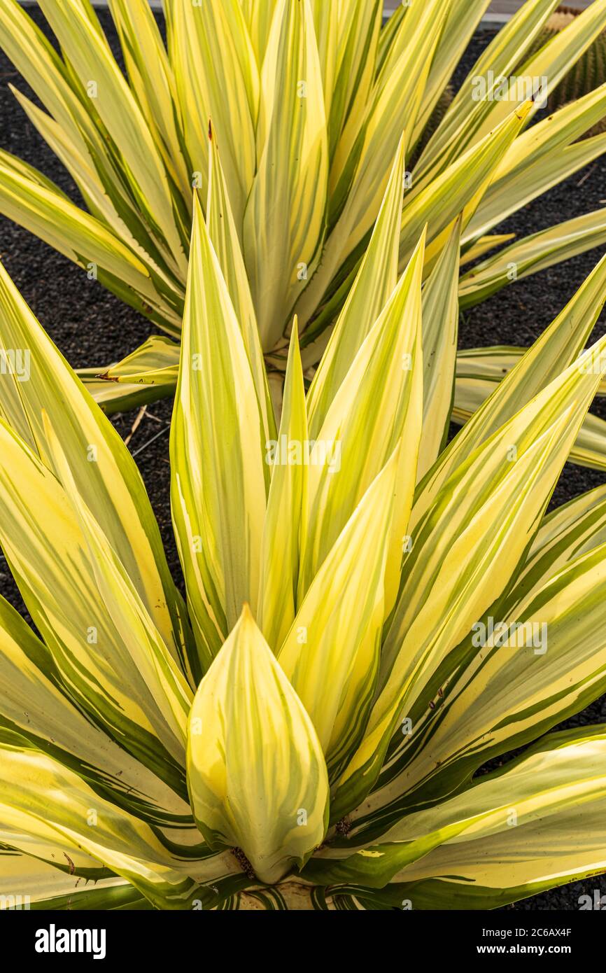 Cactus plants in a garden area along the seafront, Playa de Las Americas, Tenerife, Canary Islands, Spain Stock Photo