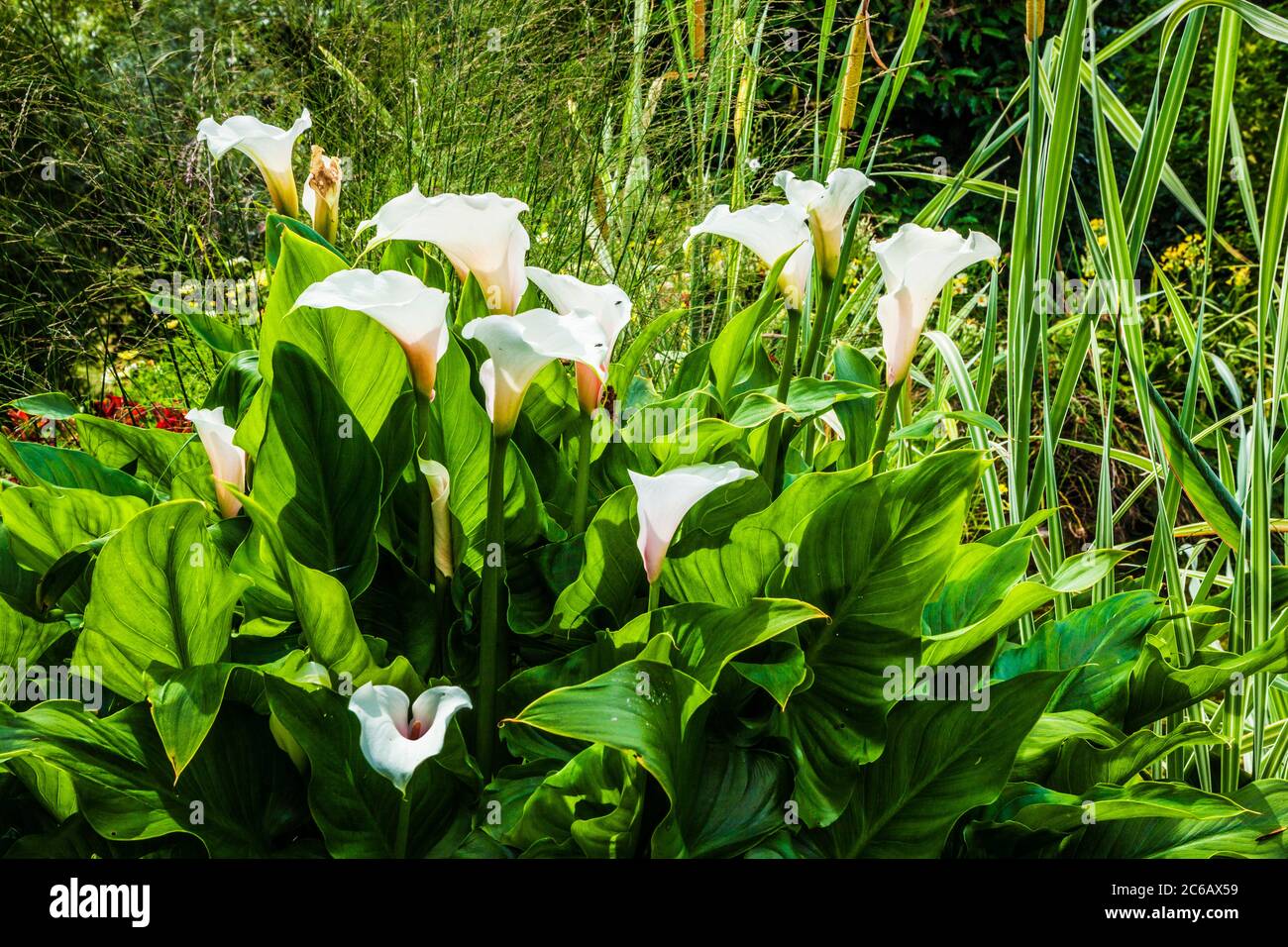 White Arum Lilies or Zantedeschia in summer sunshine. Stock Photo