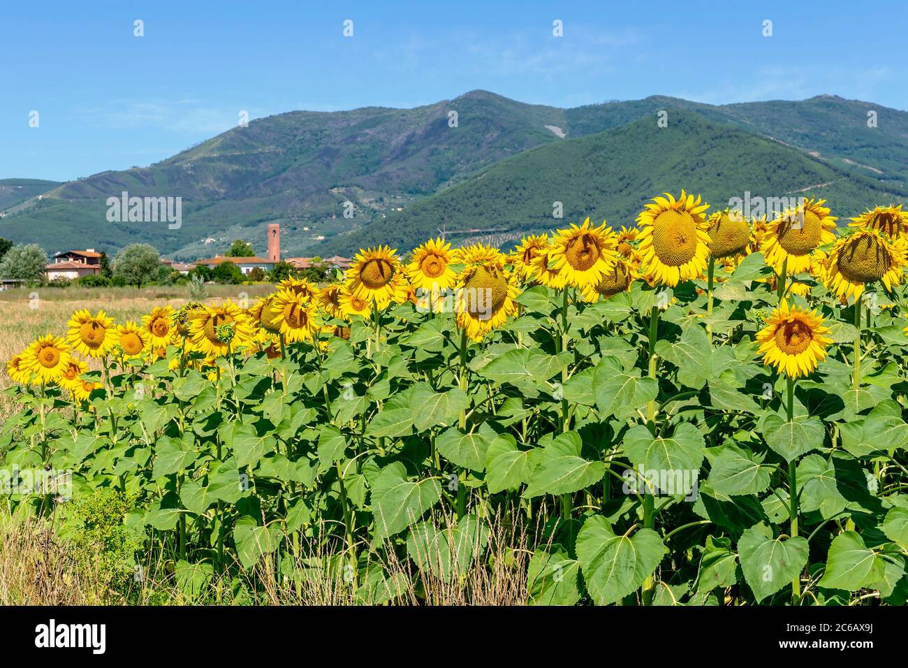 Tuscan landscape sunflower field italy hi-res stock photography and ...
