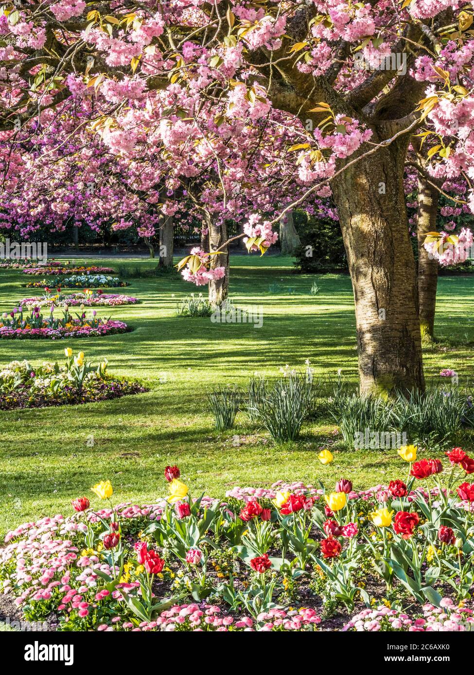 A bed of red and yellow parrot tulips and pink Bellis daisies with flowering pink cherry trees in the background in an urban public park in England. Stock Photo