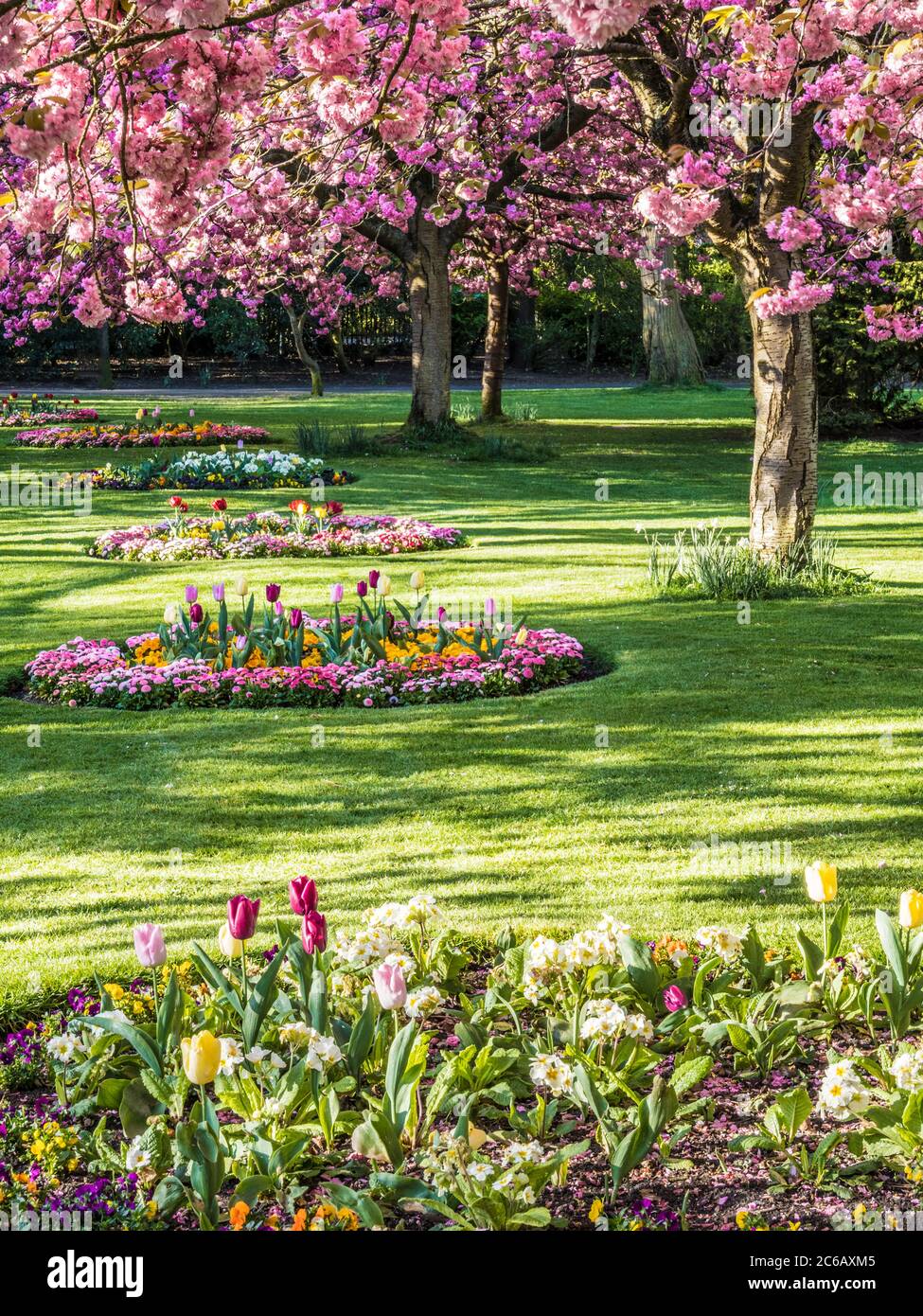 Flower beds of tulips, polyanthus and Bellis daisies and flowering pink cherry trees in an urban public park in England. Stock Photo