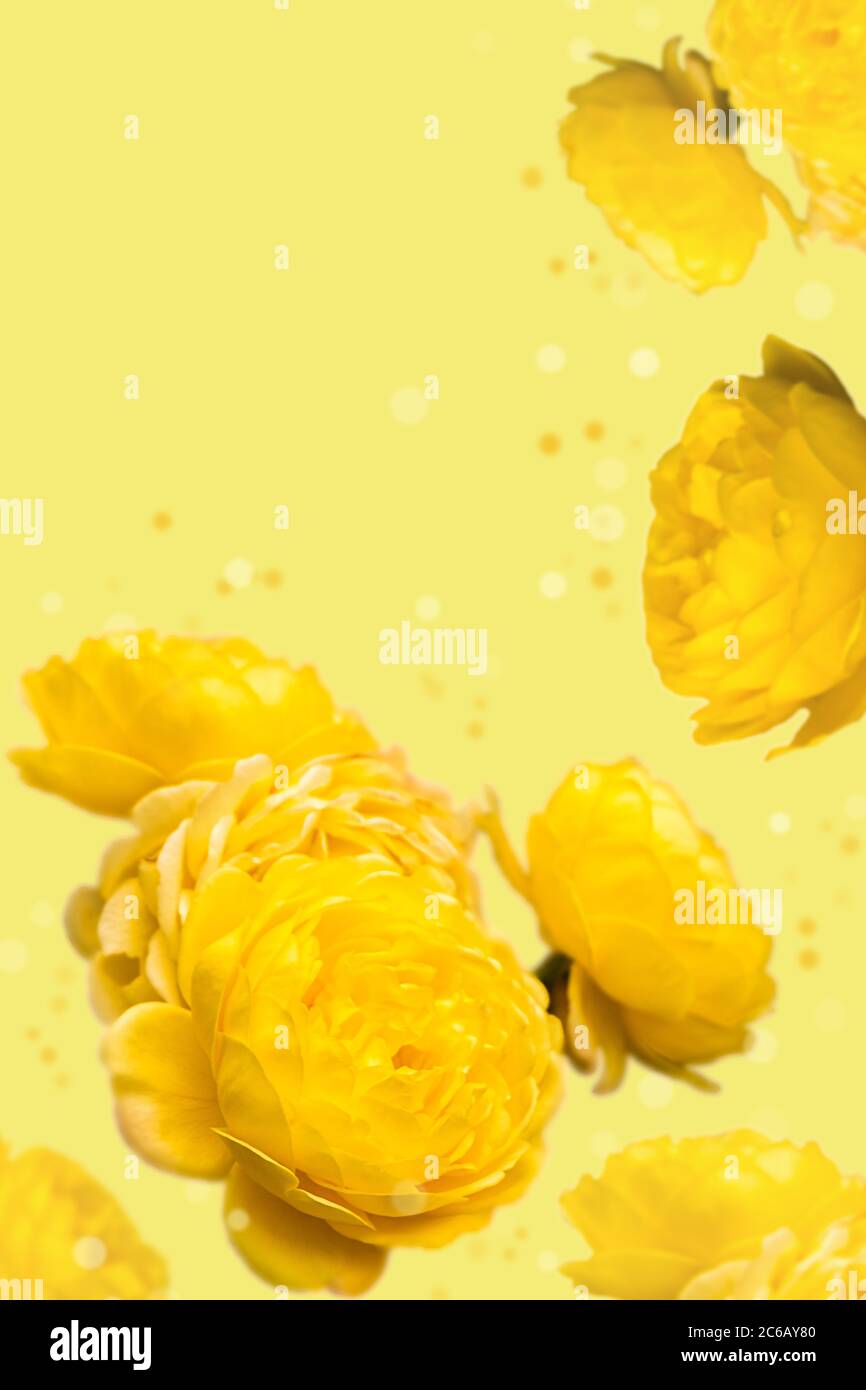 Wallpaper with yellow roses on yellow background, monochrome background  Stock Photo - Alamy