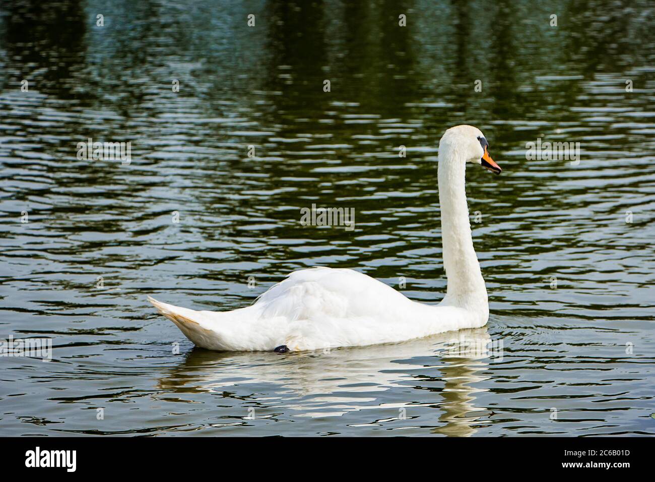 A beautiful white swan swims in a pond in clear water among lotuses. Stock Photo