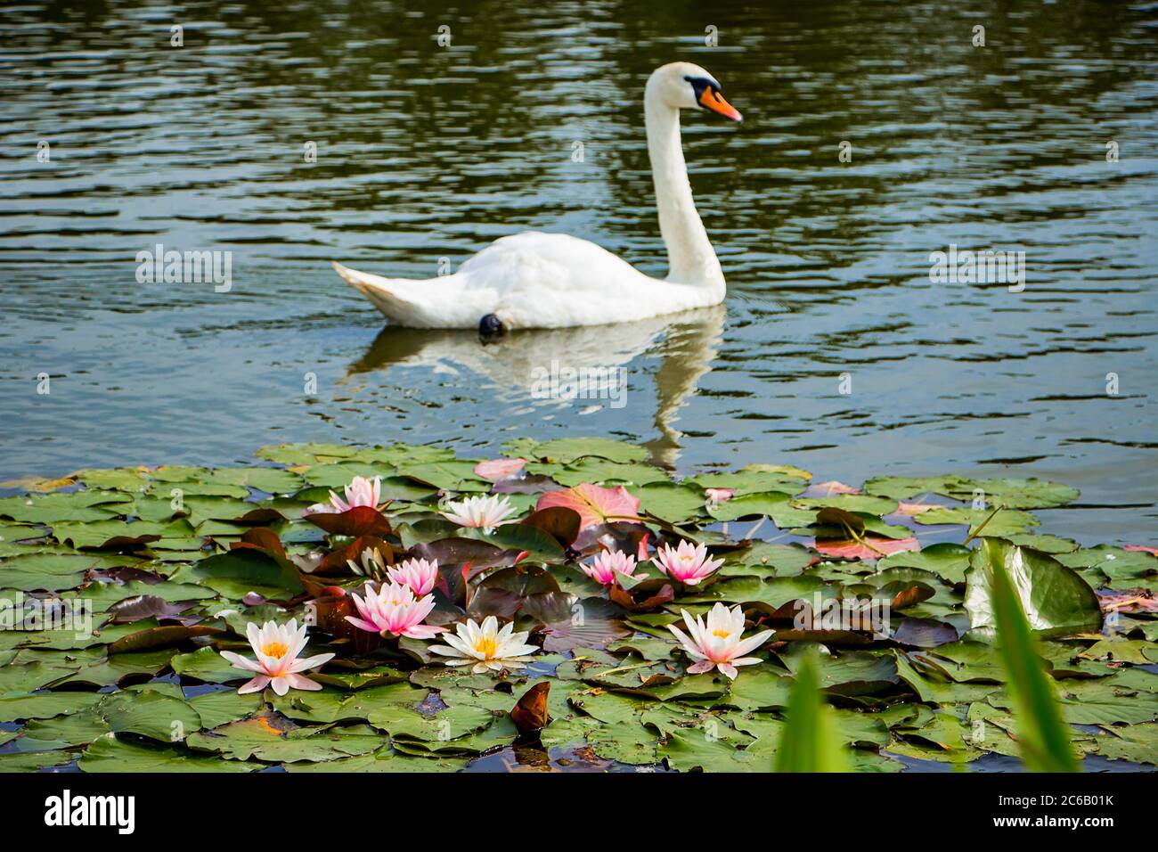 White lotus flower and swan hi-res stock photography and images - Alamy