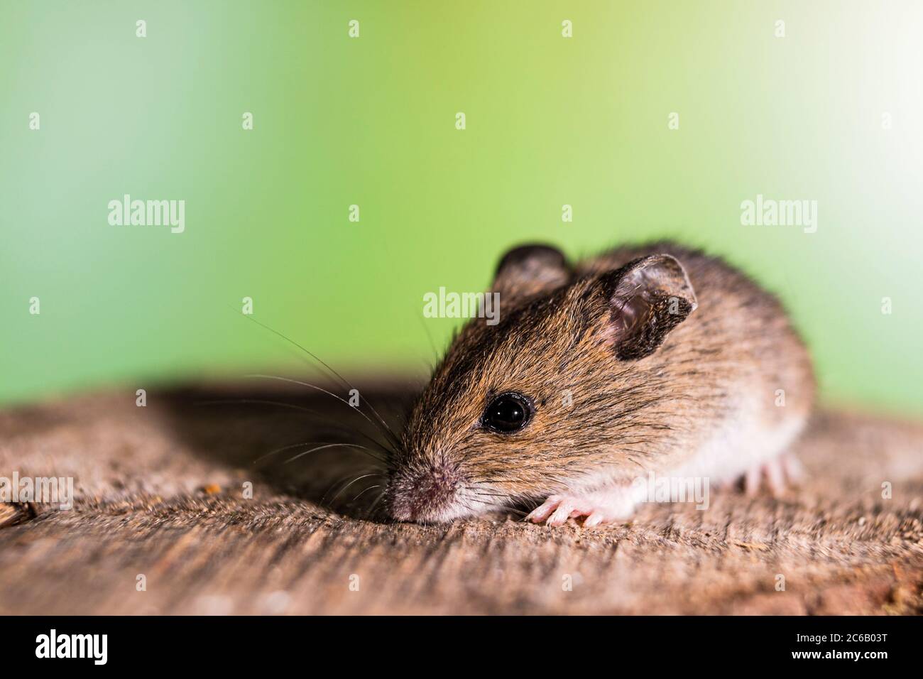 A wood mouse photographed in controlled circumstances before release. Stock Photo