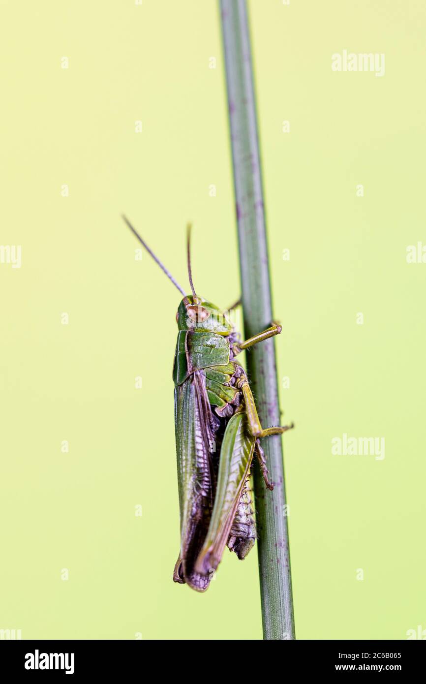 A common grass-hopper photographed in a controlled environment before release. Stock Photo