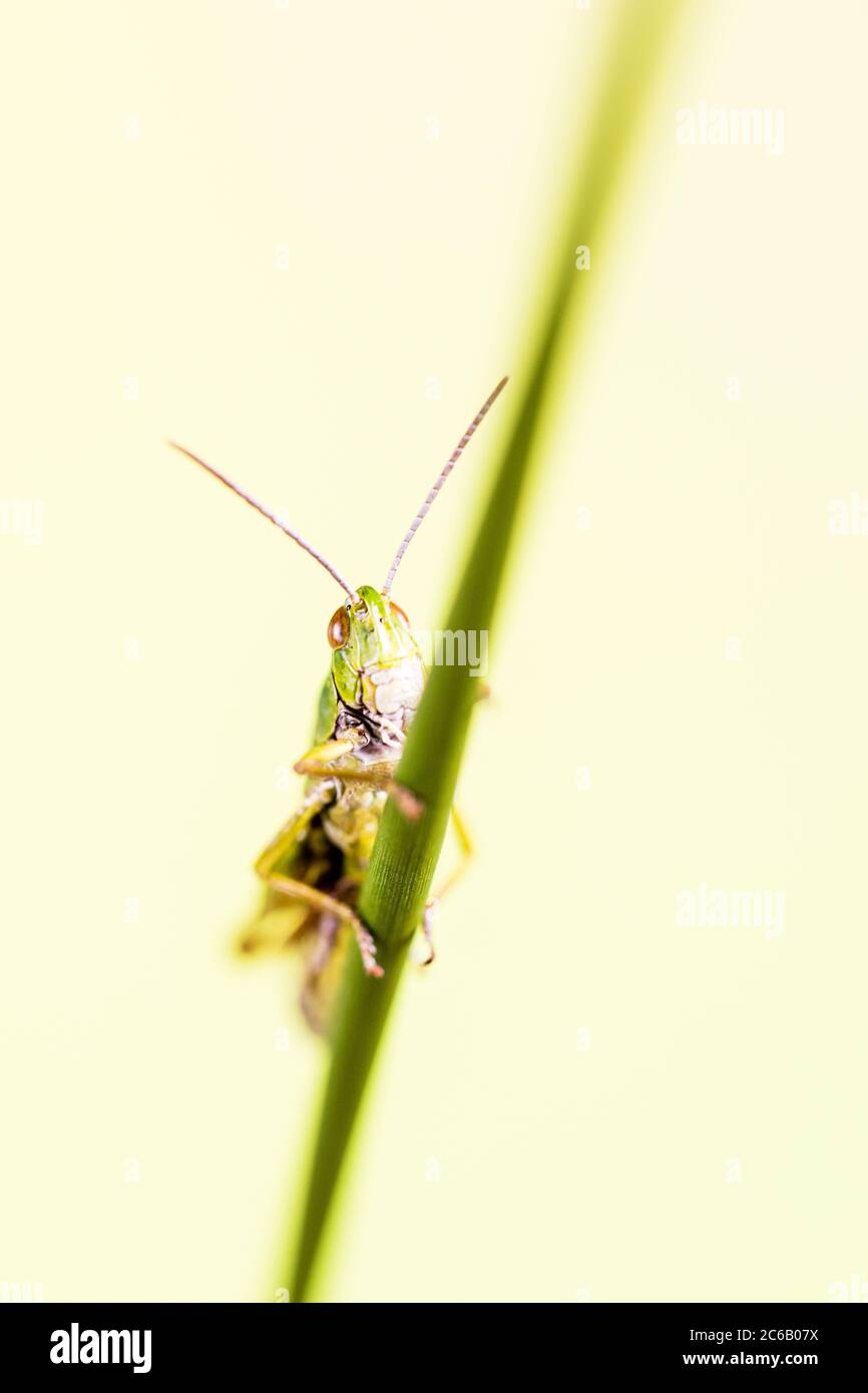 A common grass-hopper photographed in a controlled environment before release. Stock Photo