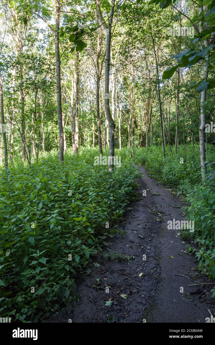 Path leading to the River Tees at Barnard Castle,England,UK. Visited by Dominic Cummings to test his eyesight. Stock Photo