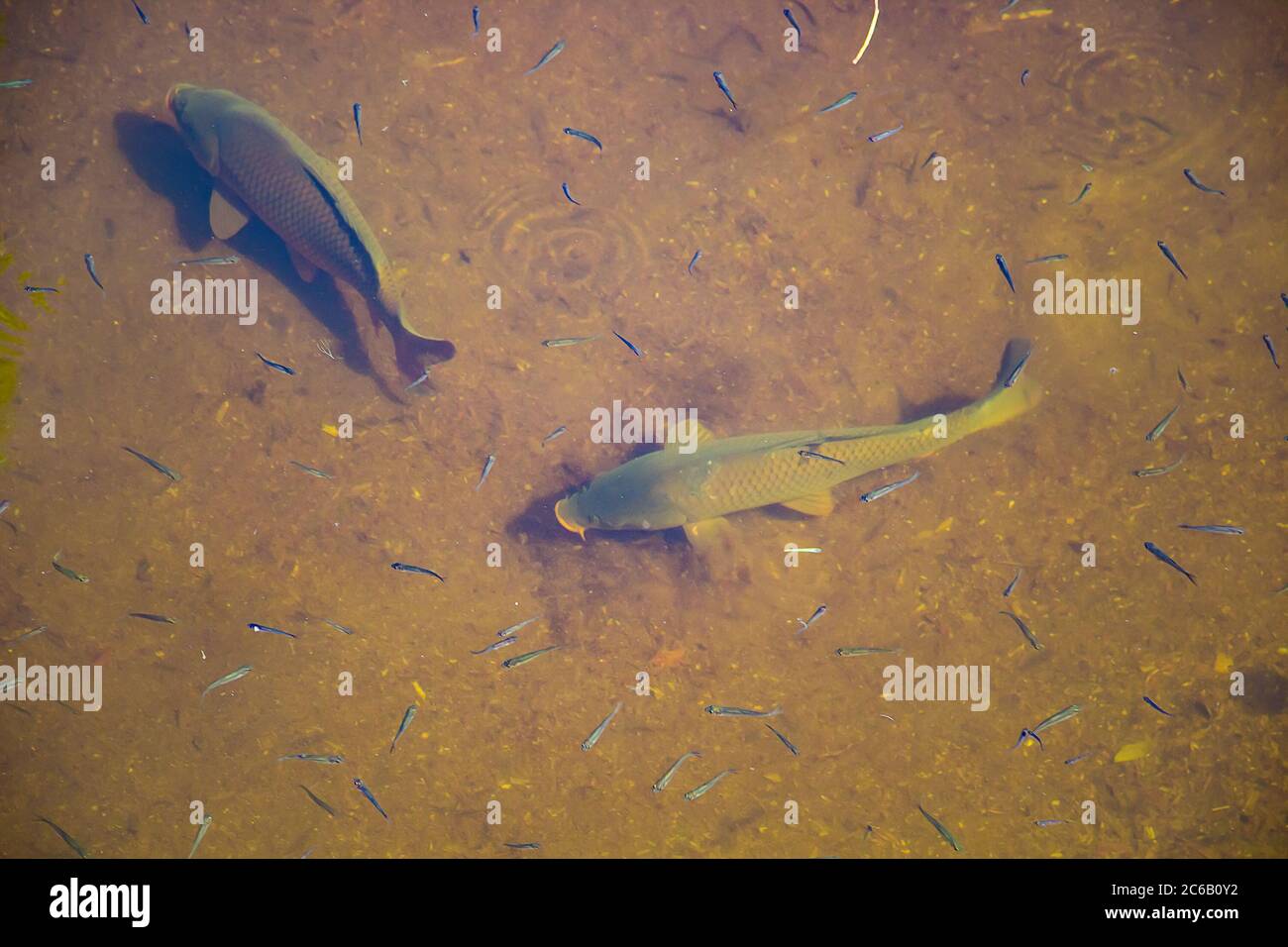 Big beautiful fish swim in clear water in a pond. Catfish eat food