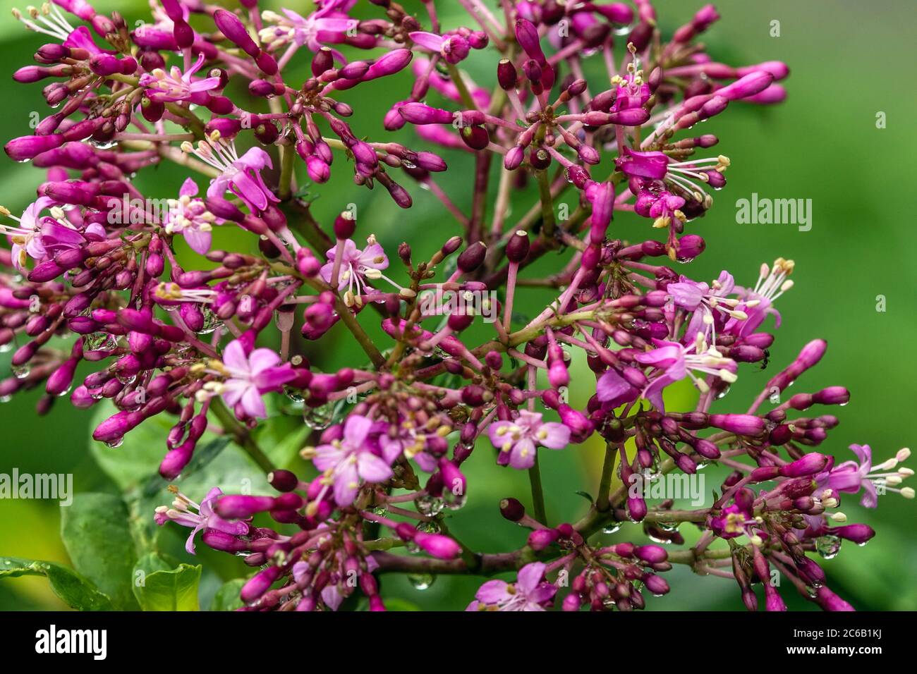 Fuchsia arborescens Stock Photo