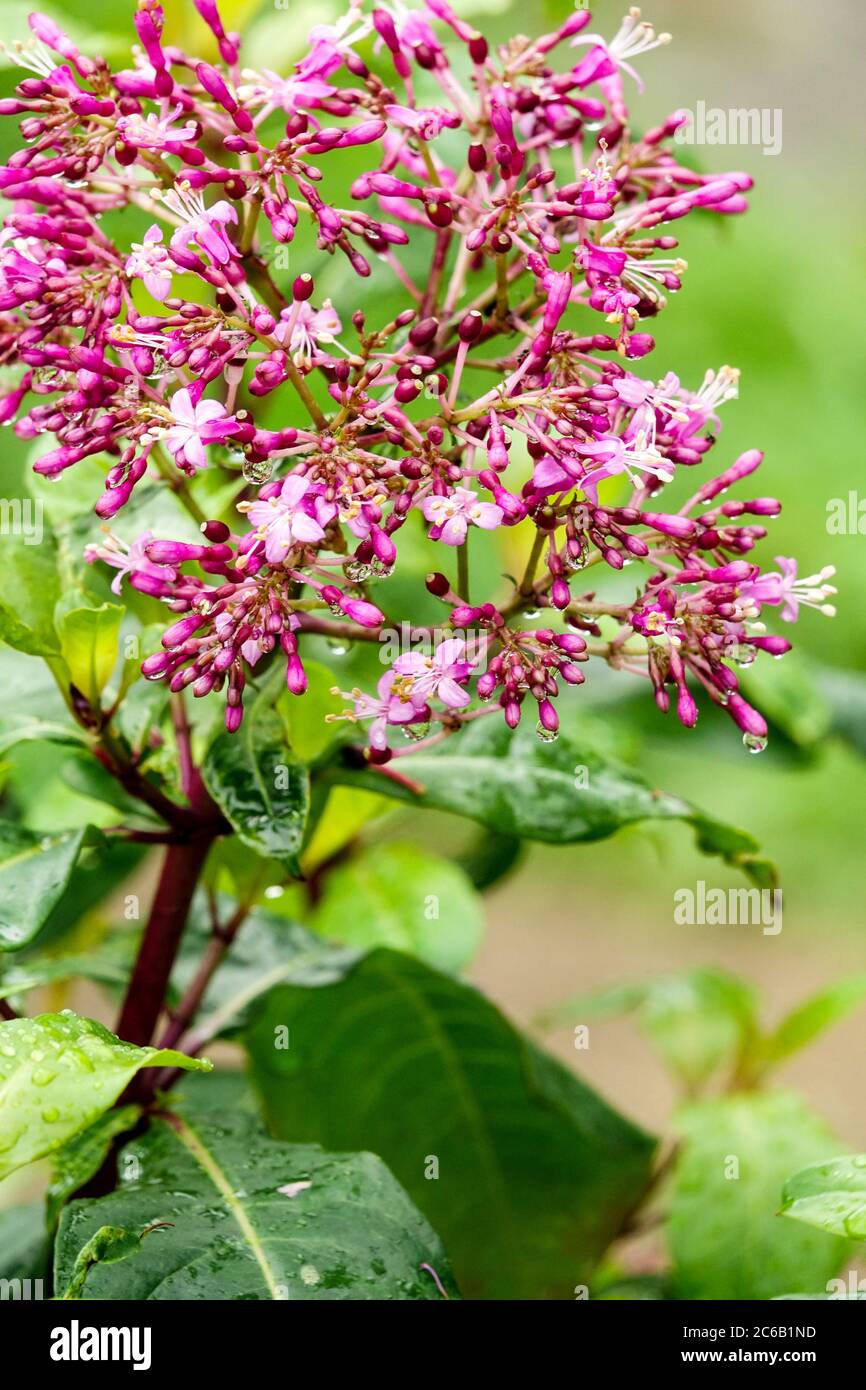 Fuchsia arborescens Stock Photo