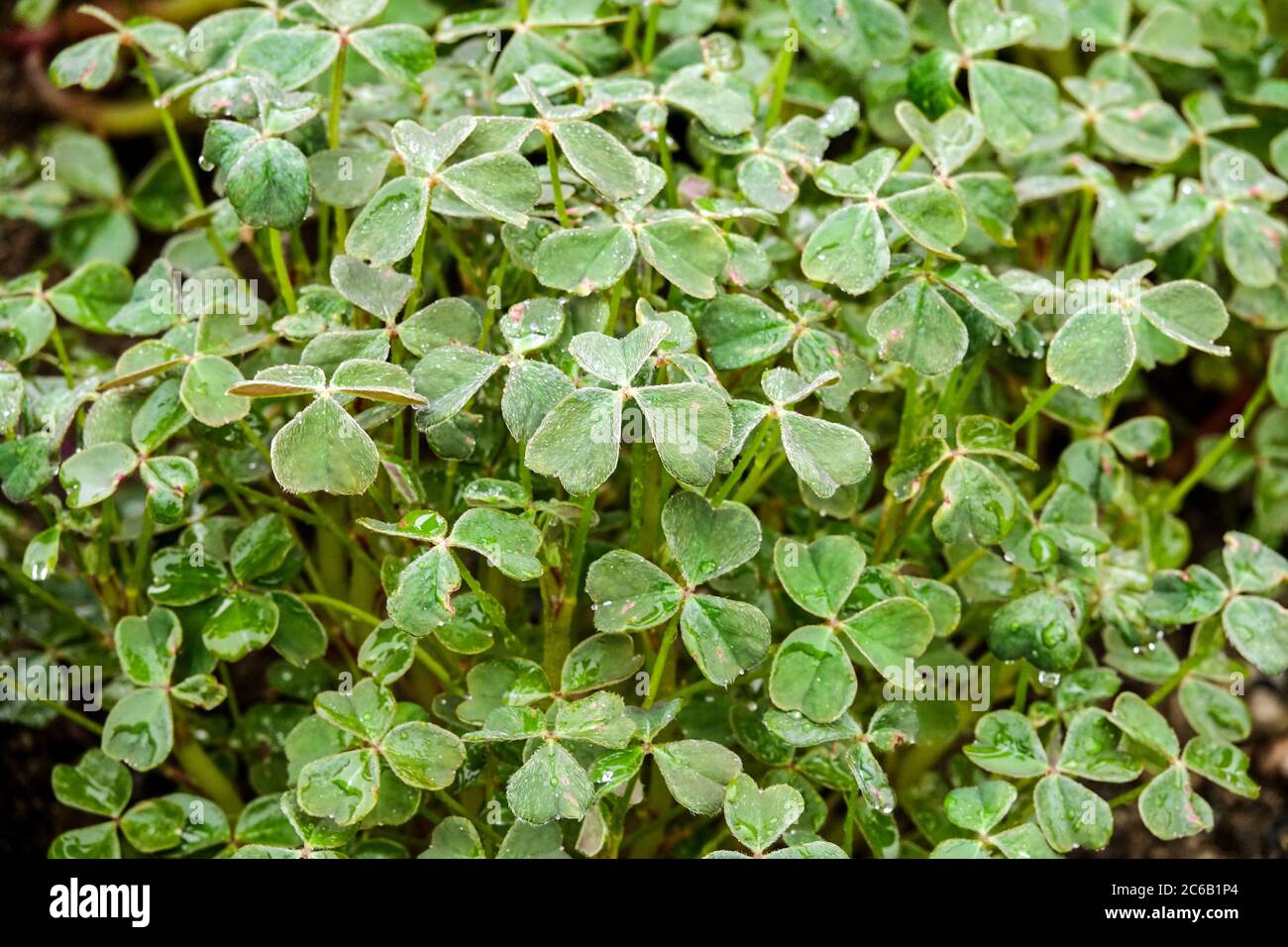 Oxalis plants hi-res stock photography and images - Alamy